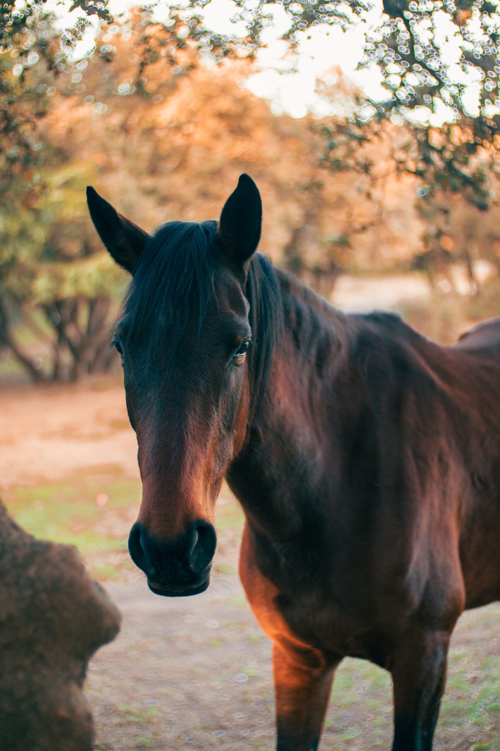 ruta caballo a estrada